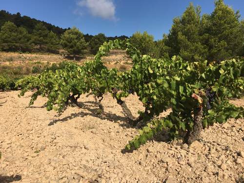 grapevines grapevines