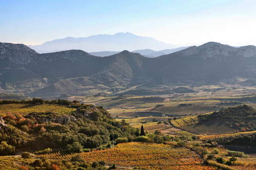 Wine Vineyard Autumn