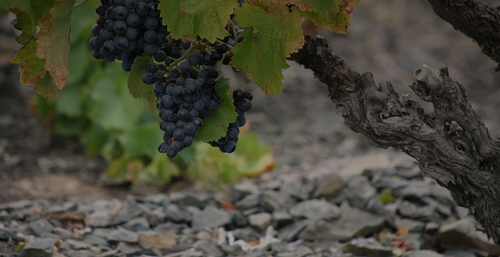 Vines Vines