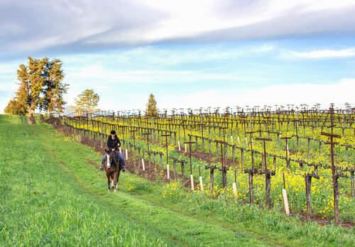 French Winery