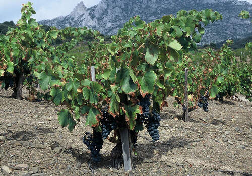 French Vineyard