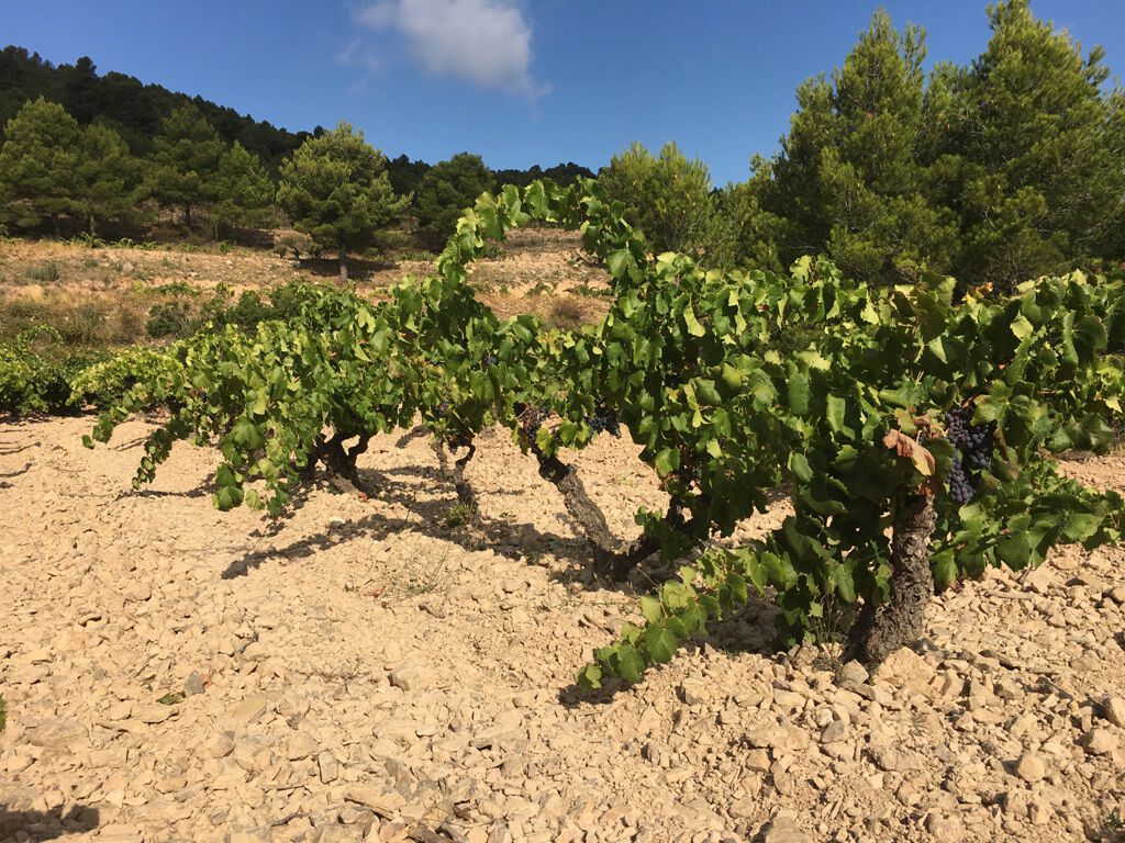 grapevines