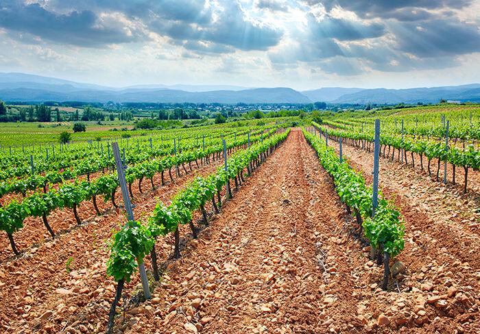 French Wine